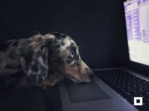Dog looking at computer monitor